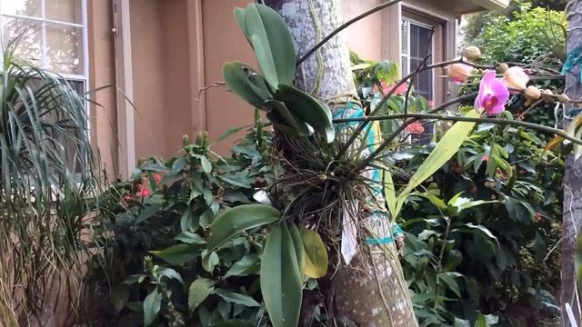 Cattleya and Phalaenopsis hybrids... смотреть онлайн