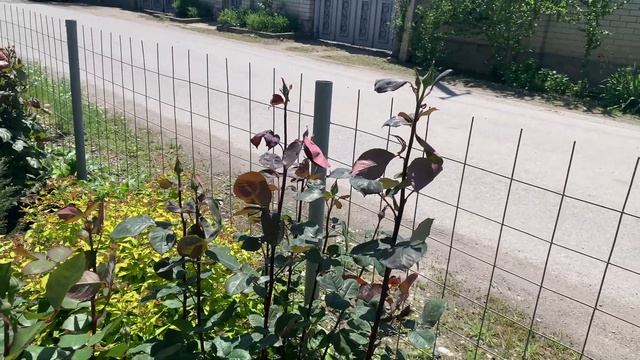 Цветение пионов. Мой розарий с хвойными или что растет за забором, часть 2) смотреть онлайн