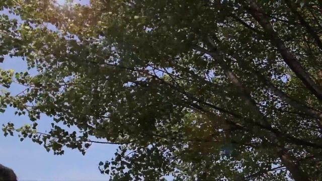 Photodortoka - Can Zam de tots i totes, el nostre parc viu - Santa Coloma de Gramenet смотреть онлайн
