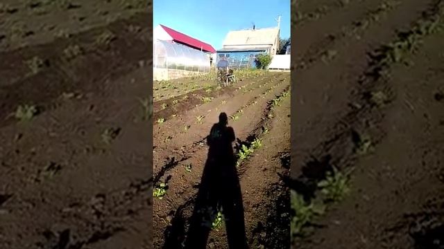 Самодельный окучиватель картофеля смотреть онлайн