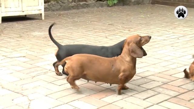 ТАКСА. Плюсы и минусы породы Dachshund