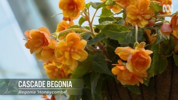 Exploring a stunning festival focused on begonias | Garden Inspiration | Gardening Australia