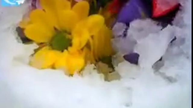 Видео-поздравления с 8 марта_Подснежники смотреть онлайн