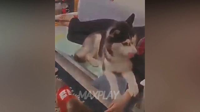 ШОК У ДЕТЕЙ !!! КОГДА # ПОДАРИЛИ СОБАКУ !!! ЖИВОТНЫЕ !!! # 56 смотреть онлайн