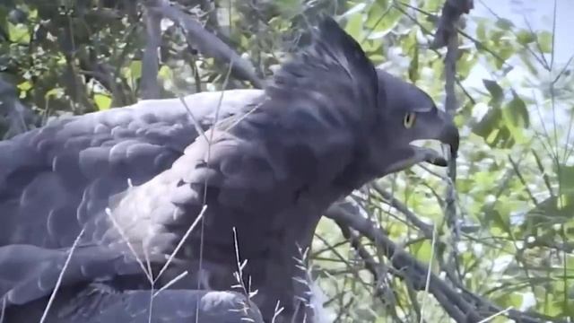 These Are Only 2 Predators Can Catch Mountain Goats, Let's See How They Do? смотреть онлайн