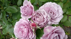 Розы. роза Новалис, роза, Куин Элизабет, роза Кордес Юбилей, роза Принцесса Шарлен де Монако.