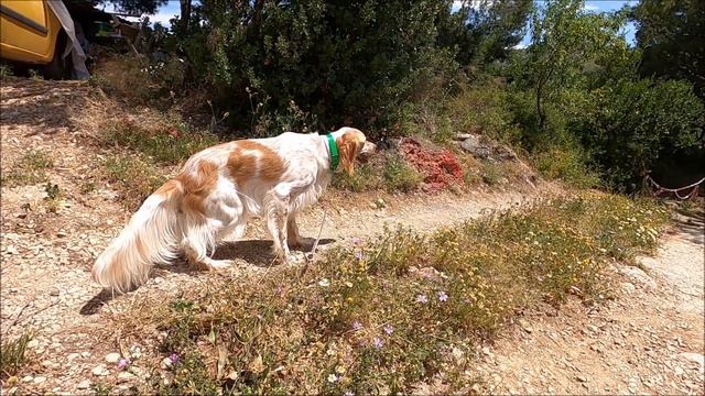 Pacha , Setter Anglais 13 mois . Entrainement avec boite d'envol . смотреть онлайн