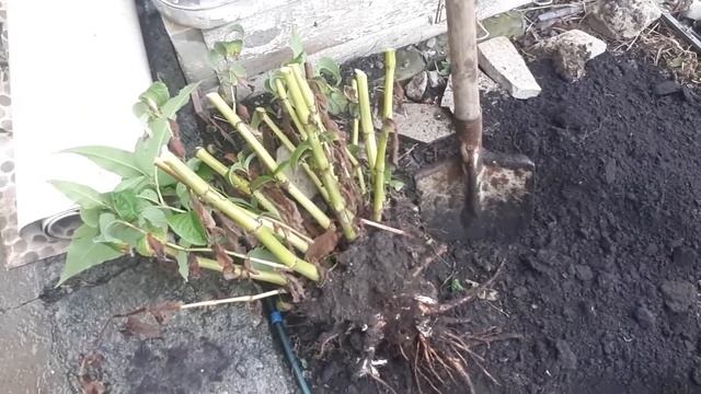 Пересадка горца смотреть онлайн