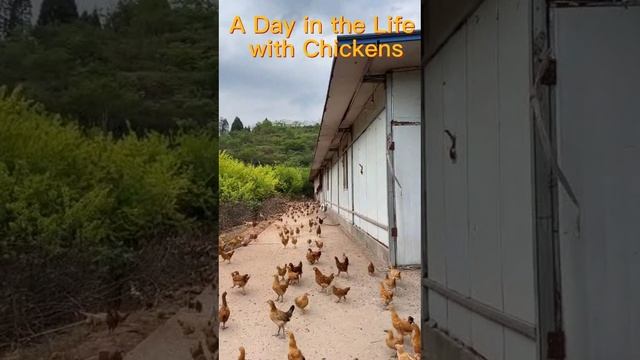 A Day in the Life with Chickens смотреть онлайн