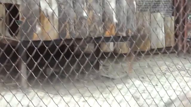 👀 В зоопарке // Рысь 2 👀 смотреть онлайн