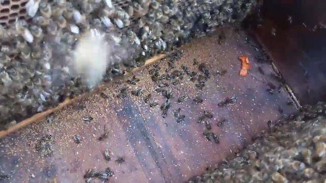 Пчелы!28 марта осмотр пчёл! Чистим сокращаем