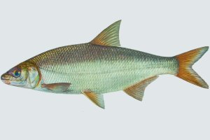 Как поймать рыбца? Рыбалка в Оренбурге. 2024г.