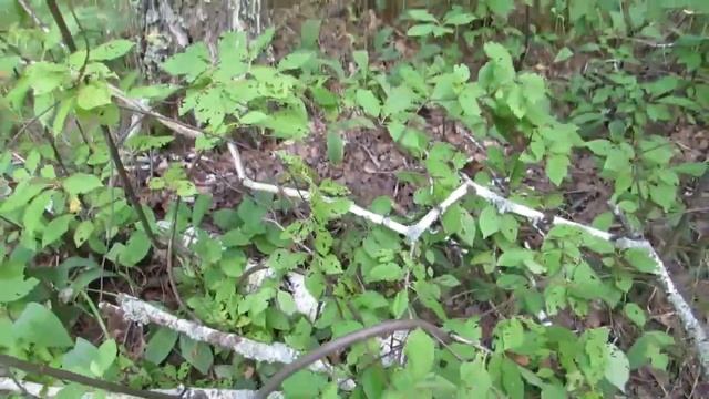 Прогулка 24 июля 2021г.Поиски деятельности Лешего (Снежный человек). смотреть онлайн