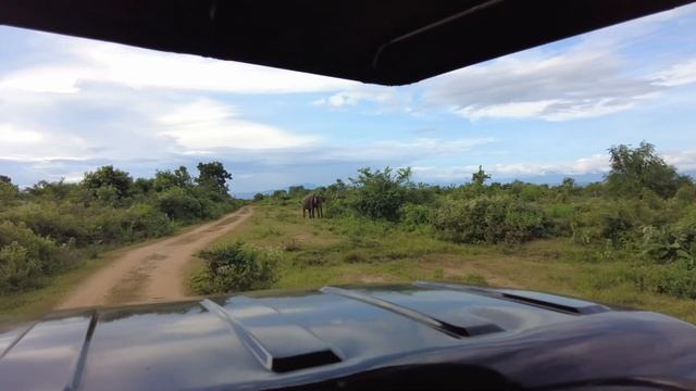 Шри Ланка. Сафари Яла.