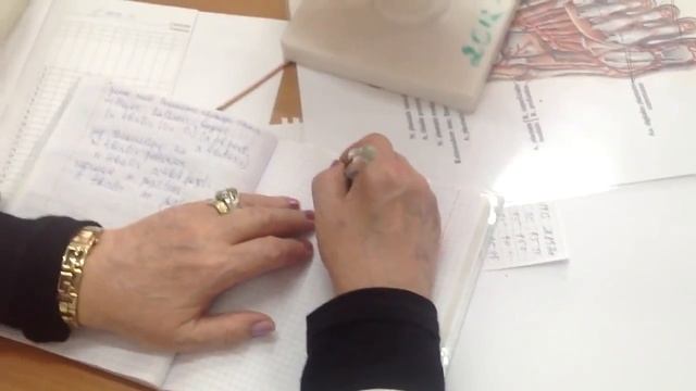 Анатомия сердце, легкие, трахея, пищевод смотреть онлайн