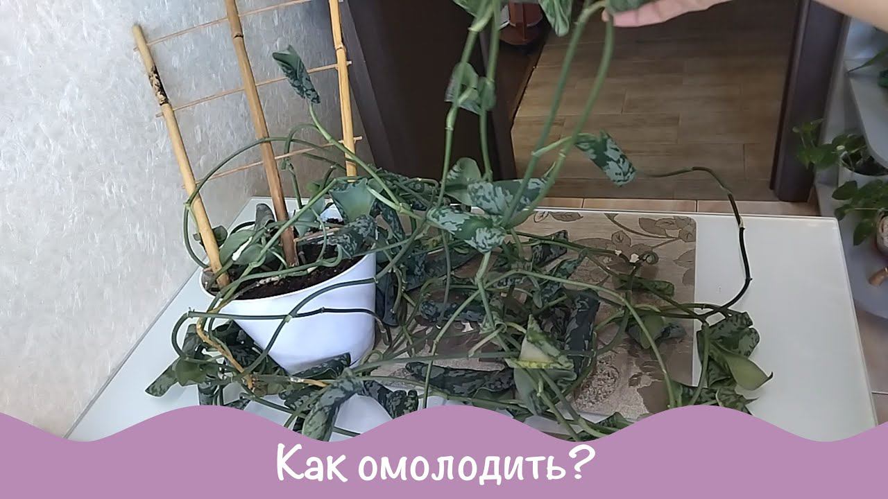 Сциндапсус Сиамский. Черенкую. смотреть онлайн