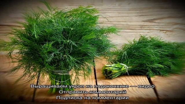 Как вырастить укроп на подоконнике? смотреть онлайн