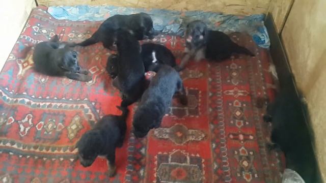 Щенки немецкая овчарка 2 недели смотреть онлайн