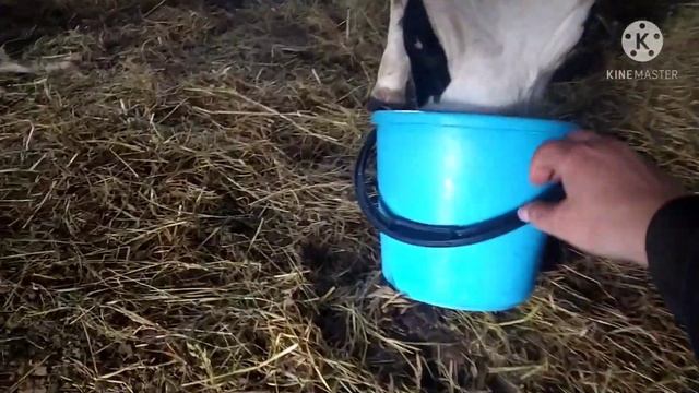 Зефирка отелилась раньше срока! смотреть онлайн