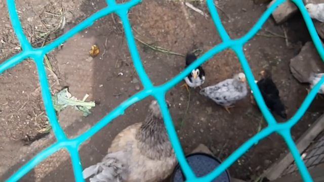 ПРОДУКТЫ С ВАЛБЕРИС. БУДЕТ БОЛЬШОЙ УРОЖАЙ. ПОДРАСТАЮТ МАЛЫШИ смотреть онлайн
