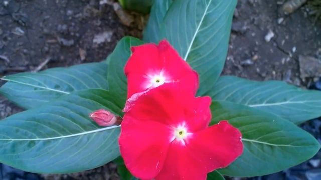 Катарантус Мой Любимчик! #катарантус #катарантусизсемян #катарантус_сорта #Catharanthusroseus