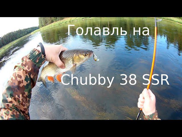 Крупный голавль на Chubby 38 SSR смотреть онлайн
