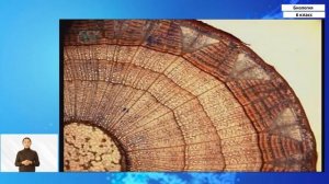 6-класс | Биология | Стебель и его функции. Внешнее и внутреннее строение