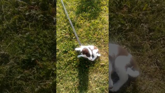 Прогулка с Арчи . 27.06.2017 смотреть онлайн