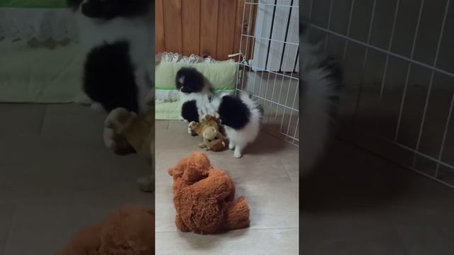 Щенки шпица 👍💝 Можно Спросить ❗ смотреть онлайн