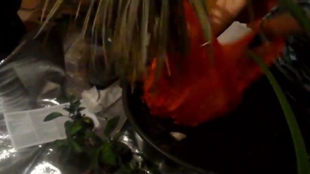 готовим цветы к переезду смотреть онлайн