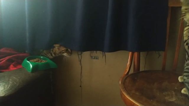 Вязка бенгальских кошек смотреть онлайн