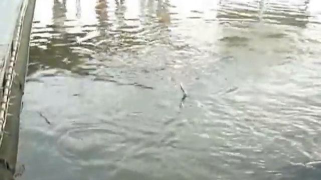 Рыбалка в парке Нонг Нуч. Паттайя. Тайланд. смотреть онлайн