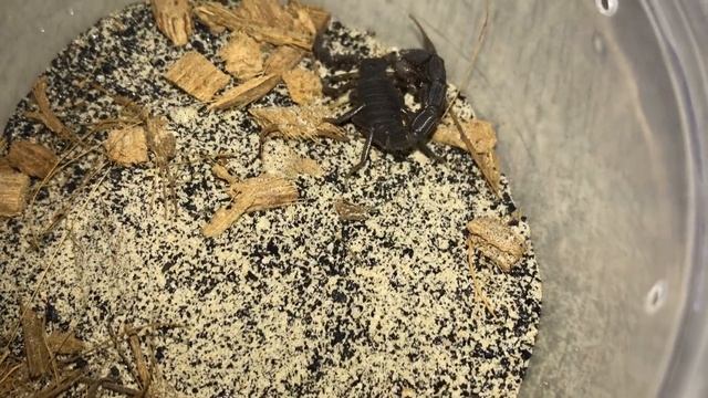 Scorpion Feeding Video #9 ~ Quick Takedowns (feat. Dumb Roaches) !!! смотреть онлайн