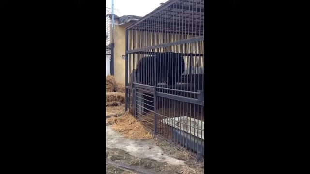 Медведь под чем то... Хз под чем он! смотреть онлайн