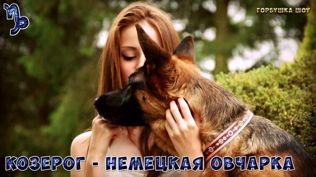 КАКАЯ ПОРОДА СОБАКИ ПОДХОДИТ ТЕБЕ ПО ЗНАКУ ЗОДИАКА. Какая ты Собака по Знаку зодиака смотреть онлайн