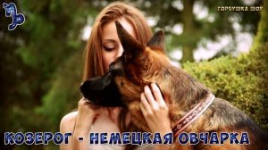 КАКАЯ ПОРОДА СОБАКИ ПОДХОДИТ ТЕБЕ ПО ЗНАКУ ЗОДИАКА. Какая ты Собака по Знаку зодиака