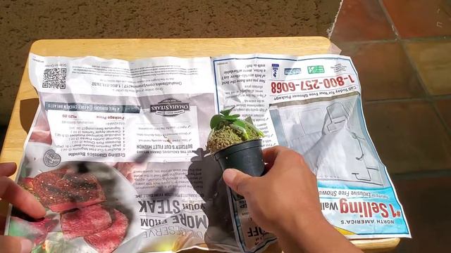 Orchid Unboxing: Phalaenopsis/Sedirea japonica 'Minmaru' from JapaneseOrchids on eBay w/Update смотреть онлайн