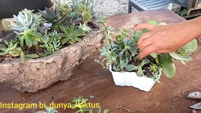 Sukulentlerde Sonbahar Bakımı Nasıl Yapılır смотреть онлайн