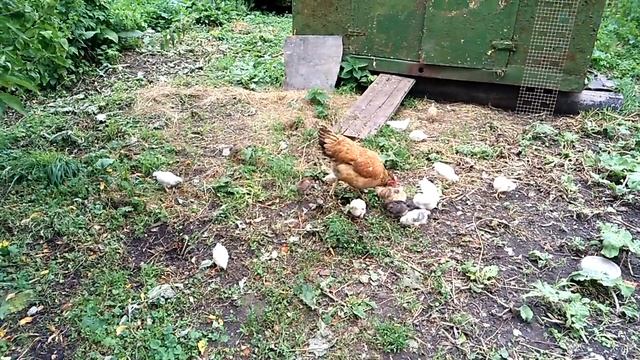 примет ли курица наседка цыплят из инкубатора./подкинул курице цыплят/жизнь в деревне смотреть онлайн