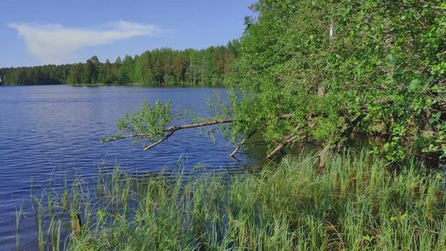 Forest Lake Sounds and Birds Singing. Relaxing Sounds of Nature 1 Hour смотреть онлайн