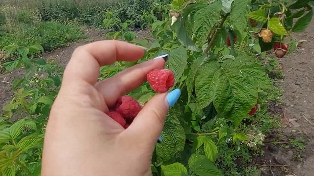 Малина Энросадира смотреть онлайн