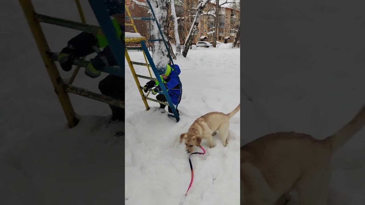 Декабрь 2022. Лёва и Юта, гуляем.