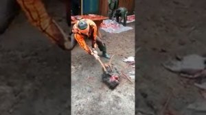 Разделка головы лося топором Таежный