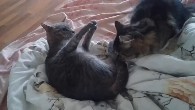 Кошки дерутся смотреть онлайн