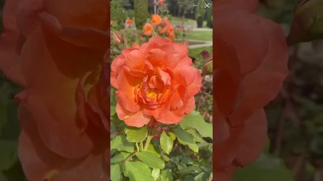 Упражнение на воображение #мыслимверно #практикименяющиежизнь #поисксебя смотреть онлайн