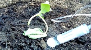 капельный полив с помощью мед. капельниц