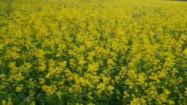 Тля доедает горчицу. No-till 03. 06.2020. Состояние посевов горчицы жёлтой смотреть онлайн