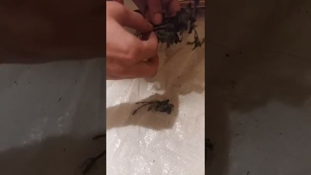 Распоковка плодоцвет.ру непонятно чего