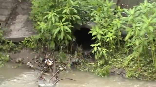 Загрязнение речки пять Pollution of the river five смотреть онлайн