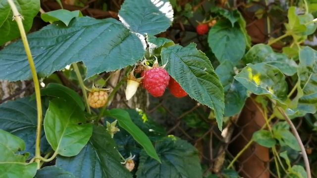 Zmeură Glen Ample, Polka şi Cayuga смотреть онлайн